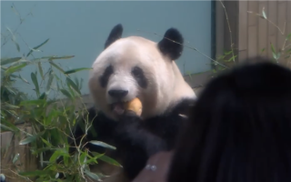 日本生活5年多 大熊猫香香明天回国：游客惜别送祝福