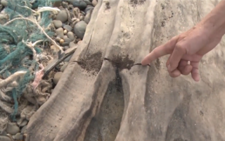 重庆嘉陵江惊现巨大阴沉木：植物界“木乃伊”、每斤可上万