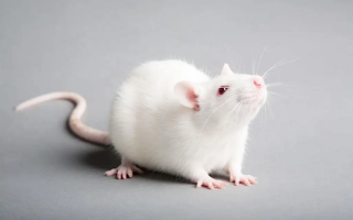 实验鼠、实验猴生意火了：单价过万 利润率高过茅台