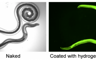 科学家发现抗癌蠕虫 网友：以毒攻毒