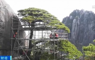 黄山迎客松体检结果出来了：长势良好