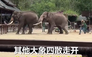 景区两只大象表演时突然打架 一头用象牙顶另一头屁股：场面火爆