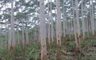 被称为“断子绝孙”树 桉树真的这么可怕吗