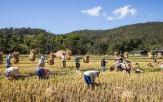 曾经缔造玛雅文明！为什么玉米的产量世界第一？