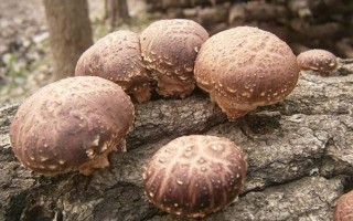 椴木香菇多久出菇 种植椴木香菇应该注意些什么