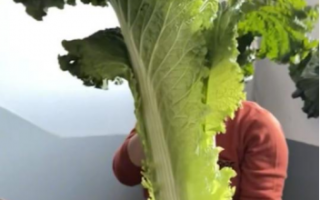 山东大姨种出半人高的白菜！这些蔬菜 大到你怀疑人生