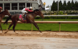 世界上最昂贵的液体：种马的精液！