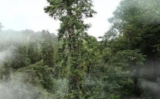 创纪录！中国最高树木83.4米 相当于28层楼高：仍在健康生长