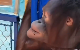 景区回应饲养员膝盖暴击猩猩：开除