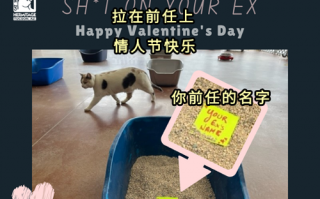 分手后的狂野反情人节服务：花钱雇猫在前任的名字上拉粑粑