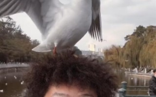 男子喂海鸥 头发被当成鸟窝不停被啄