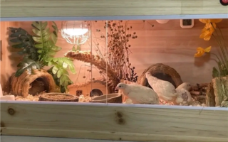 “世界上最小的鸡”走红网络 到底能不能吃？教授发声不是家鸡