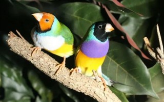 鸟宝宝有多内卷？为了让父母投喂自己 长出恐怖的嘴巴