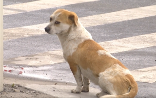 流浪狗陪交警执勤两年：下雨也来、一天不落