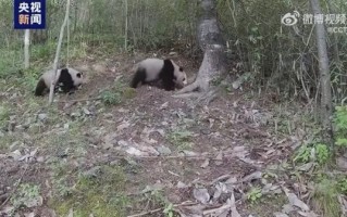 罕见高清画面：秦岭再现大熊猫“遛娃” 上周就发现一次