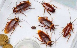 消灭蟑螂最高效最彻底的方法（杀灭蟑螂最有效的方法）