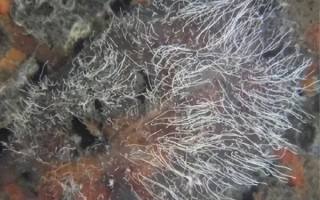 人家细菌肉眼都看不见 它却能长到2厘米长