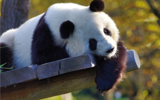 野生大熊猫游泳过河被手机抓拍 网友：秦岭真墩墩已开始备战2026