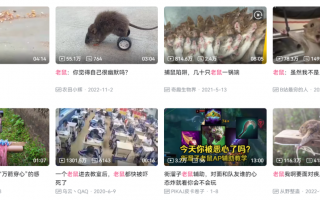 人类怎么就迷上了看“鼠鼠受苦”