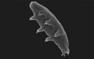 蜗牛成“公共汽车”：水熊被吃下 又随粪便活着出来了