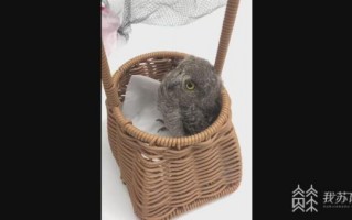 猫头鹰一家在南京相继热中暑 被救后送至动物园：网友感慨天气太热