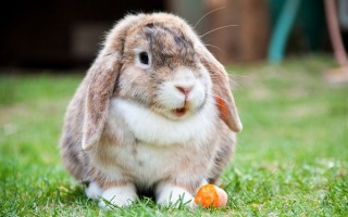 央视科普兔年冷知识：原来兔子的最爱不是胡萝卜 怀孕时还能再受孕