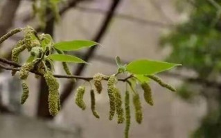 男子吃半碗构棒槌住进ICU 医生提醒：不要随意乱吃野菜