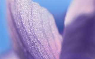 天玑8100/骁龙7双芯加持！OPPO Reno8出鸢尾紫新配色：下周上市