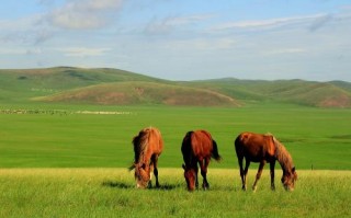 写草原的诗句有哪些（关于赞美草原的诗句）