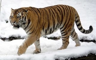 几条狗能打赢东北虎？换成狼呢？