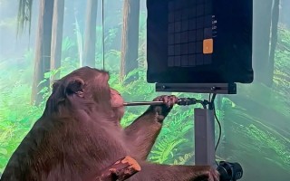 抢先马斯克！脑机接口公司Synchron宣布在美国开展首个人体试验