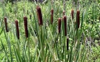 创业项目排行榜前十名推荐（推荐好的创业小项目）