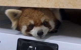 小熊猫“翘班”跑进学生宿舍玩耍 动物园回应：已将其带回