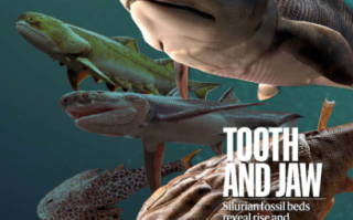 当我们吃鱼时 是在吃自己的祖先吗？