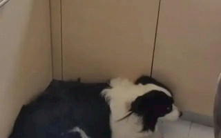 狗子偷溜进厨房狂炫41个生饺子 被发现后一脸无辜