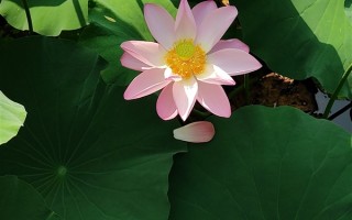 全球首发2亿像素！陈劲晒moto X30 Pro真机样张：解析力超强