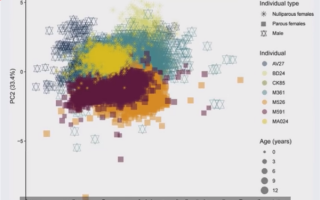 新研究称生育永久改变女性骨骼：前所未有的方式！