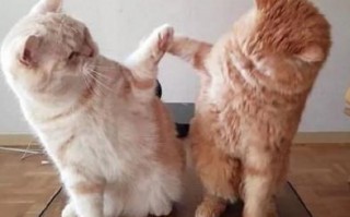 好的文案范文（撩人心动文案短句）