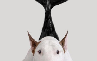 英语符号的读法（英语读音符号及发音）