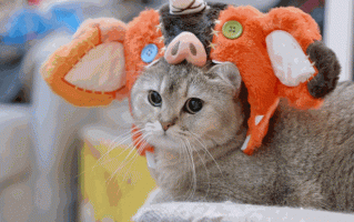 怎样从零开始训练一个 AI 车手？