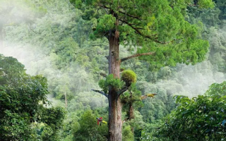 史无前例！爬83.4米中国最高树木过程视频公布：无痕攀登