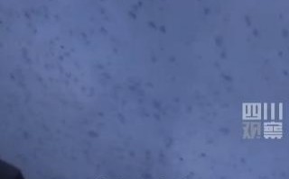 绵竹上空疑现大量蝙蝠群 密密麻麻让人害怕：官方回应！四川太难了 网友送祝福