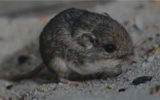 9岁209天！美国一袖珍鼠创吉尼斯纪录：人工饲养“最长寿老鼠”