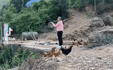 山东飞鸡为了抢饭震撼起飞 网友：一看就好吃