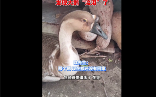 养了6年大鹅准备杀时落泪了：主人拍下感人一幕 网友动容