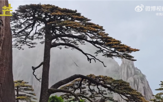 千年黄山迎客松开花了：连绵成片似披黄金甲
