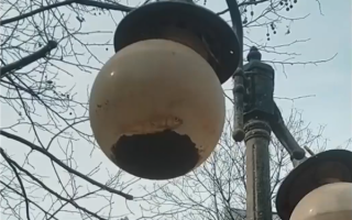 郑州一条小鱼被暴雨冲进路灯：半年多了 还活着！