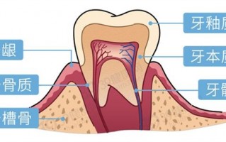 牙齿真的越白越好吗？专家科普：淡黄色才是健康的