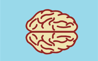 人脑片段被植入小鼠后：出现神奇结果