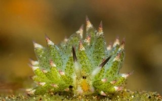 唯一能光合作用的动物：快看 这里有一群“海绵羊”